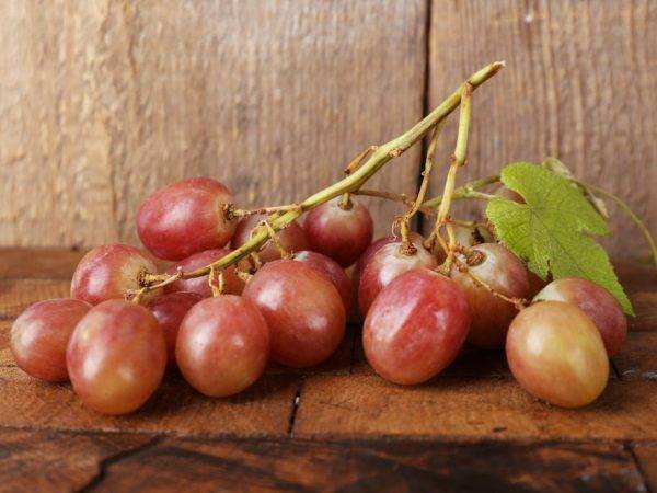 Винограда рута — описание сорта и особенности выращивания