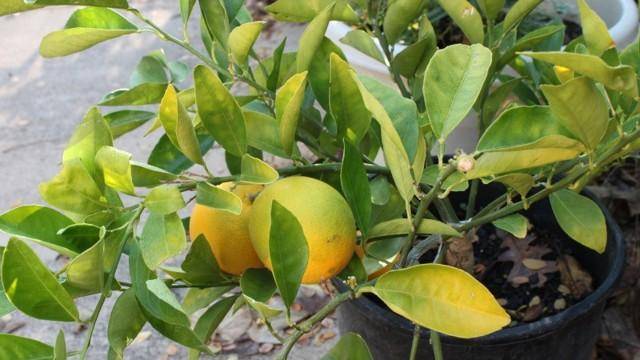Почему у комнатного лимона желтеют листья, что делать, если они меняют цвет по краям, опадают, каков нужен уход в домашних условиях, чтобы растение их не сбрасывало?