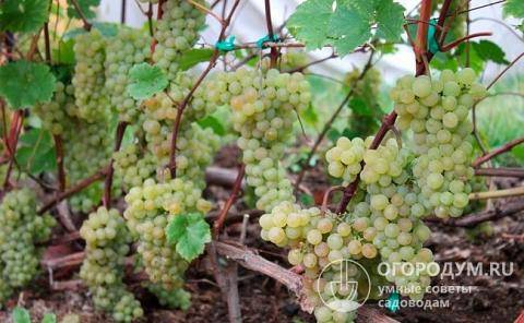 Виноград белое чудо описание сорта и его особенности
