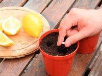 Экзотика на подоконнике: как вырастить павловский лимон