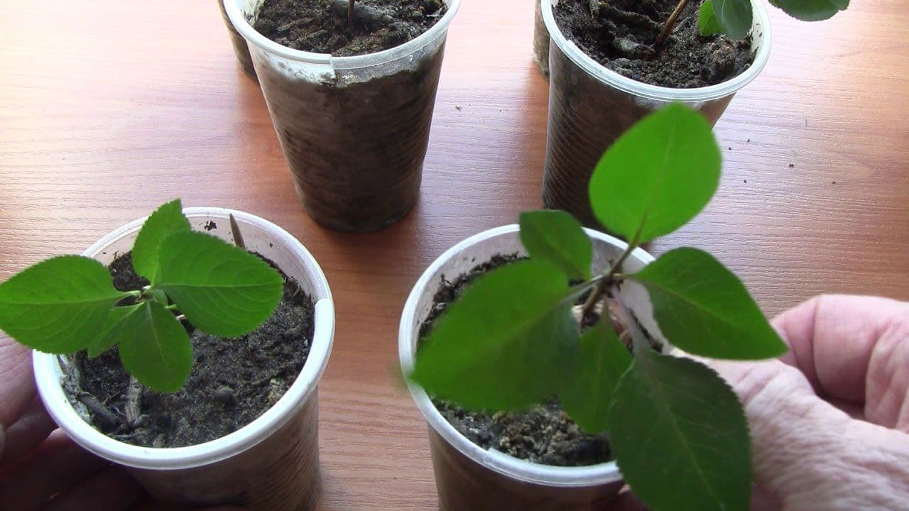 Загадка вишнёвой косточки: как вырастить из неё саженец вишни