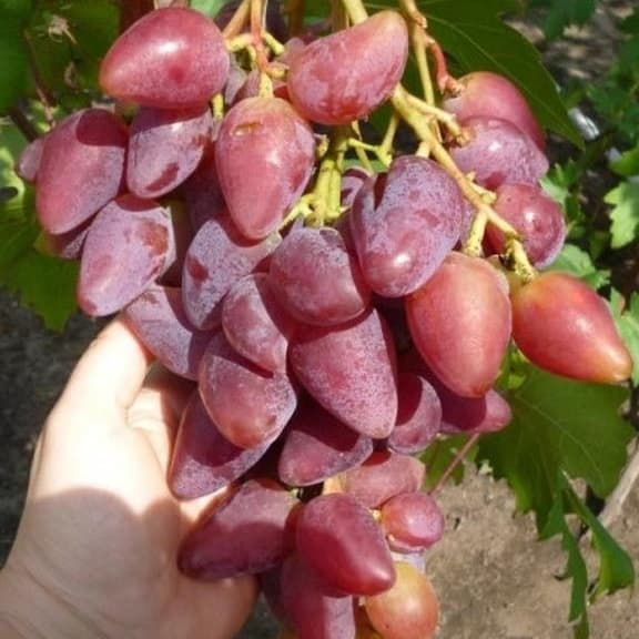 Виноград дубовский розовый: описание сорта, его характеристики и фото