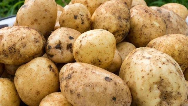 Описание сорта картофеля романо особенности посадки и ухода