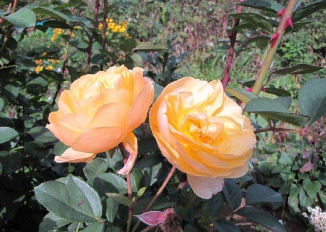Почвопокровные розы: сорта с описанием и фото - энциклопедия цветов