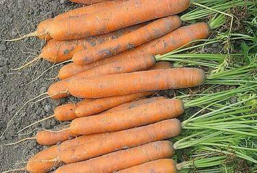 Какие сорта моркови лучше выращивать в средней полосе россии.