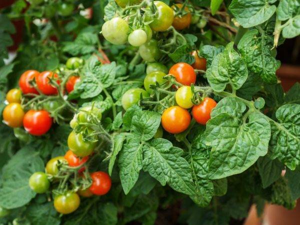 Томаты "балконное чудо": как вырастить в домашних условиях из семян на подоконнике или балконе, и выращивание данного сорта помидоров