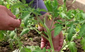 Как применять азофоску для помидор и добиться хорошего урожая