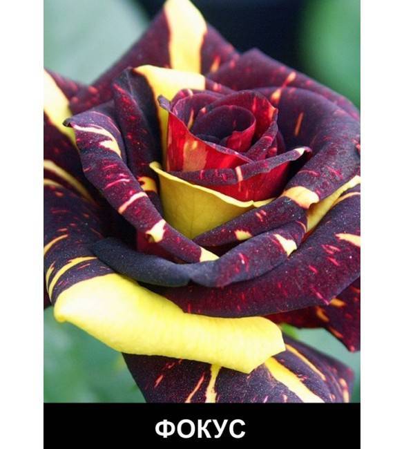 Розы флорибунда - история, особенности, агротехника, сорта | о розе