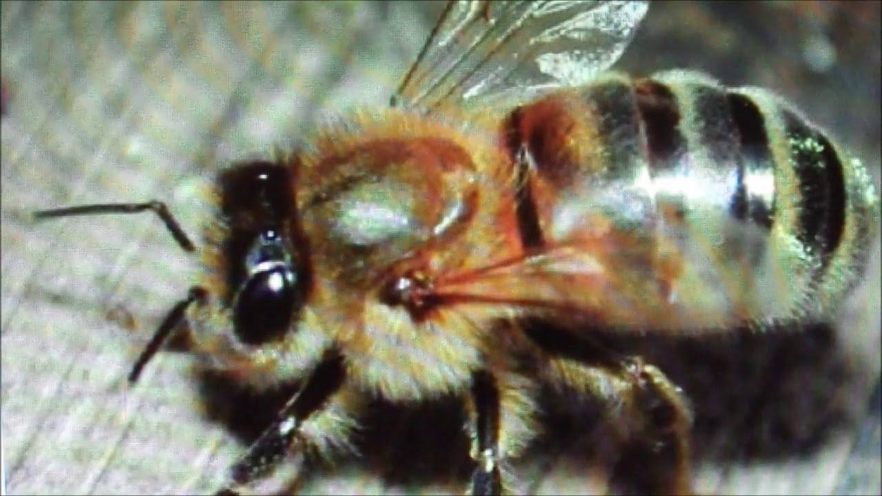 Порода пчел бакфаст