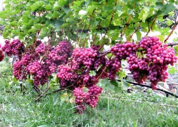Виноград ливия: описание, фото, видео и отзывы