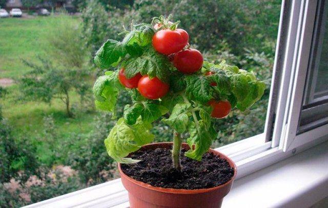 Низкорослые томаты для открытого грунта без пасынкования: описания сортов с фото и отзывами
