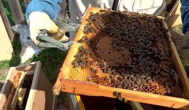 Пчелопакеты: формирование, отличие от пчелосемьи, виды, пересадка в улей