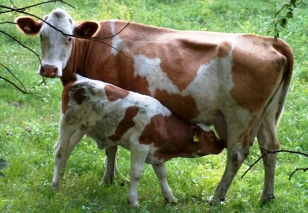 Как помочь корове избавиться от последа