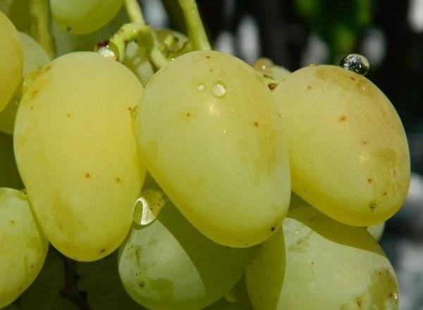 Виноград даша — описание сорта
