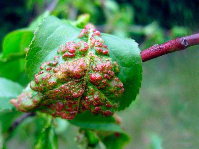     что такое курчавость листьев персика? меры профилактики и лечение.