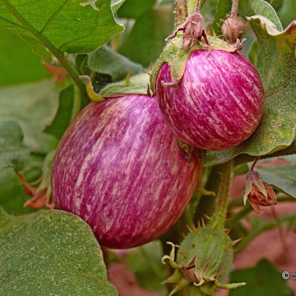 Описание и выращивание сорта баклажан максик