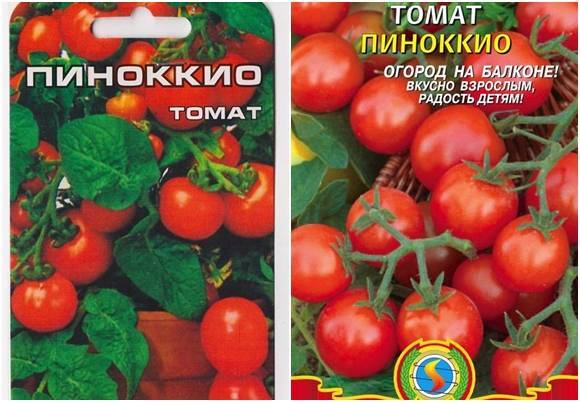 Сорт пиноккио — карликовый томат для выращивания на балконе и подоконнике