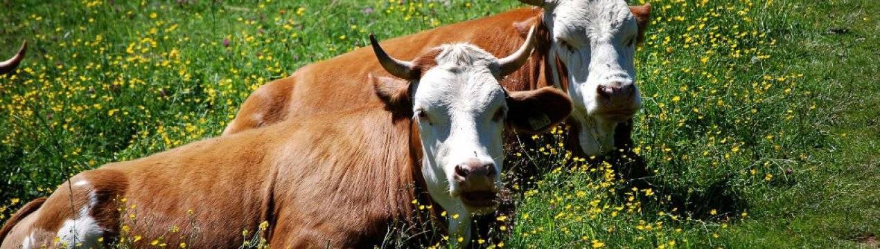 Лептоспироз у коров: правила лечения, опасные осложнения, советы по профилактике