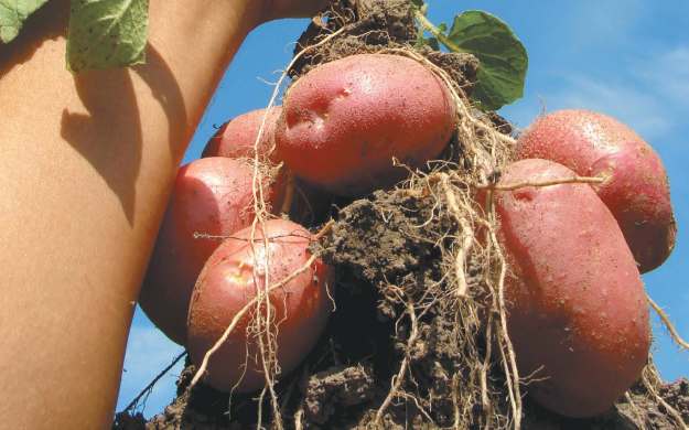 Сорт картофеля ароза: описание, посадка и уход