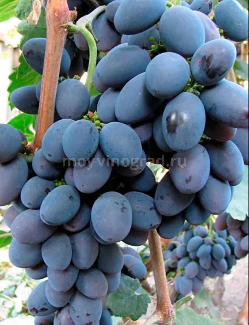 Вкусный и надежный сорт винограда «кишмиш находка»