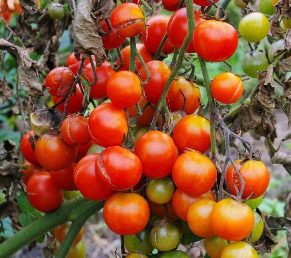 Чем опрыскать помидоры от фитофторы в теплице