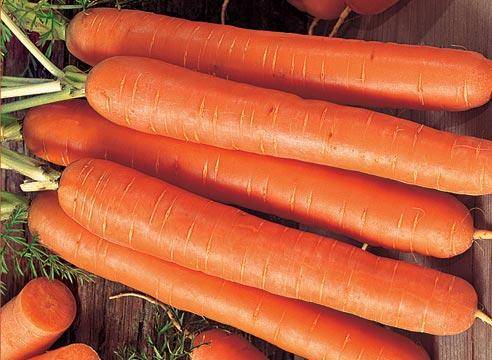 Ранние сорта моркови для пучковой продукции