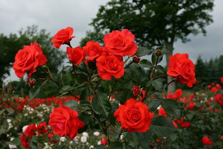 Описание плетистого сорта розы салита: преимущества цветка, как выращивать