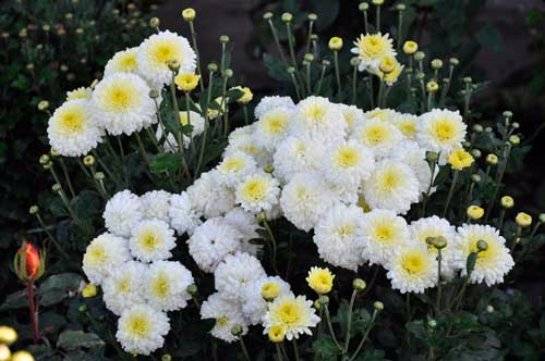 Хризантемы (chrysanthemum). описание, виды и уход за хризантемой