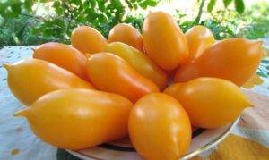 Хорошо закрепившийся новобранец — томат золотой f1: детальное описание сорта и его характеристики