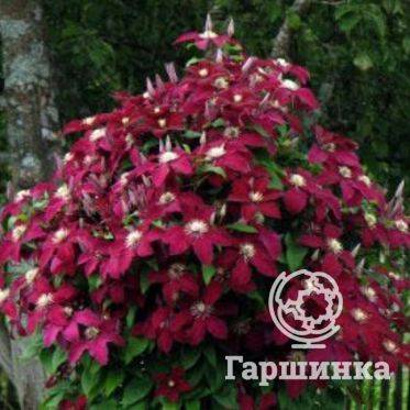 Клематисы «жакмана»: описание сортов группы, фото и уход