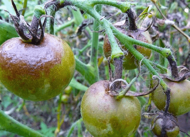 Чем обработать семена томатов перед посадкой от болезней: как защитить от фитофторы весной землю в открытом грунте, теплицу и помидоры перед посевом?