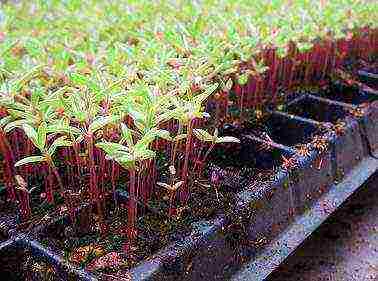 Портулак из семян: особенности выращивания в домашних условиях