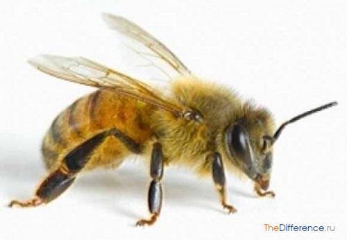 Чем отличается оса от пчелы