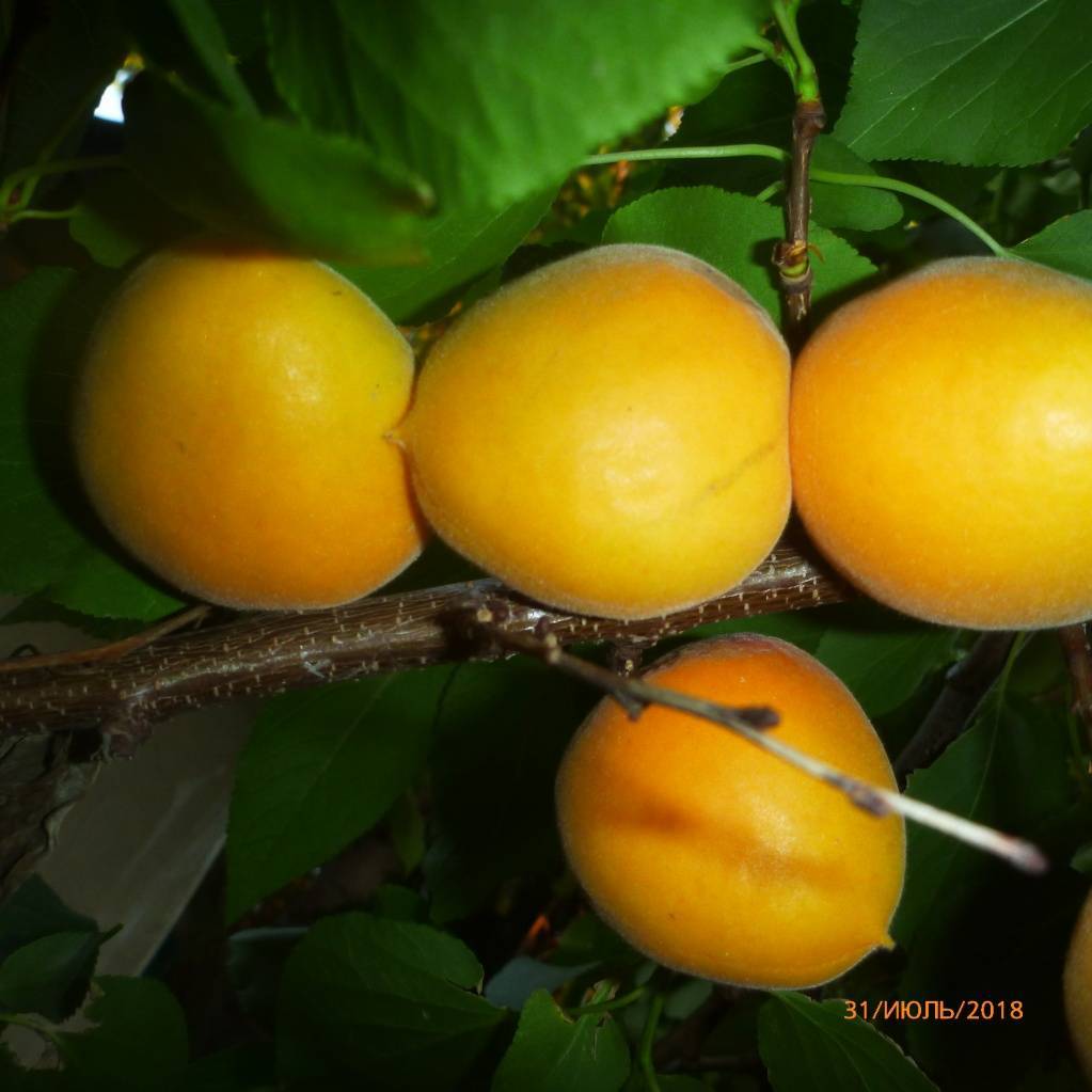 Абрикос киевский ранний – популярный среди садоводов морозостойкий сорт