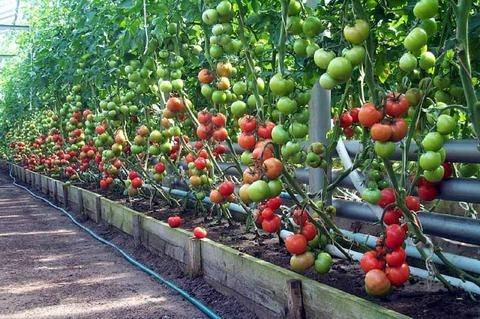 Болезни и вредители томатов (помидоров)