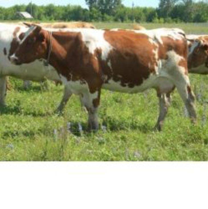 Коровы голштинской породы: описание, характеристика, интересные факты. сколько стоят и как выбрать?