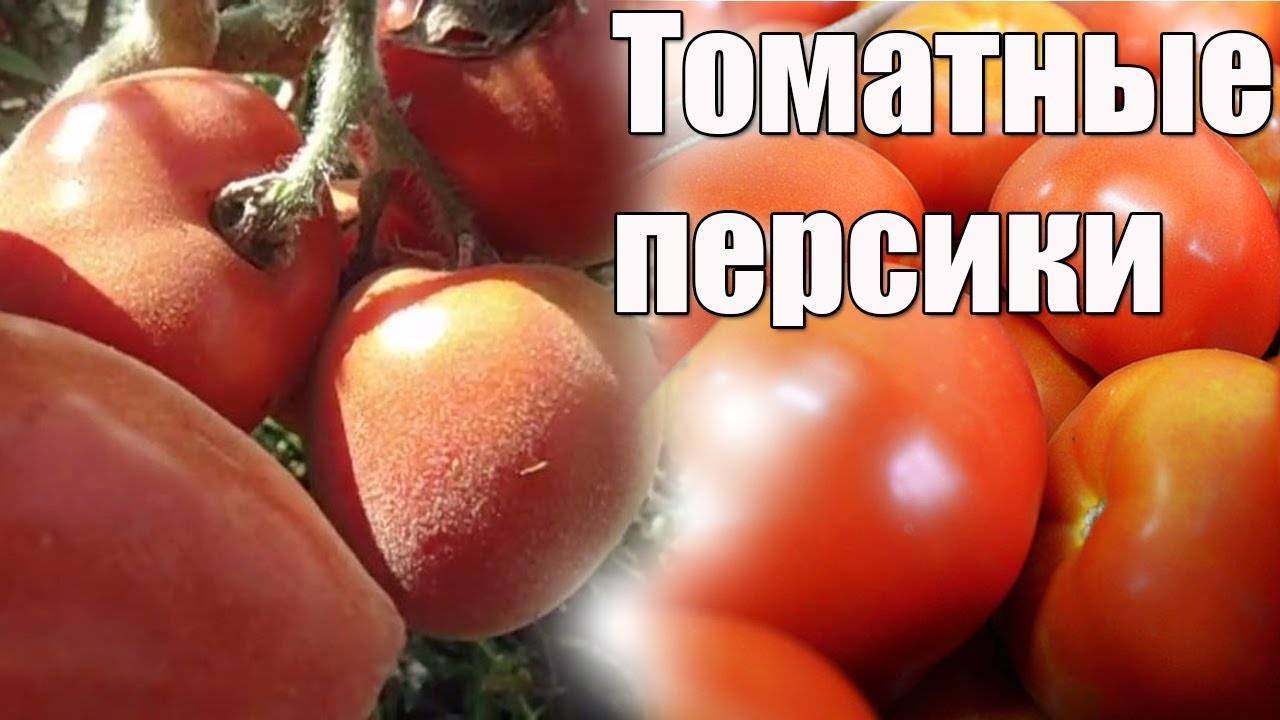 Описание необычного томата персик и особенности выращивания сорта