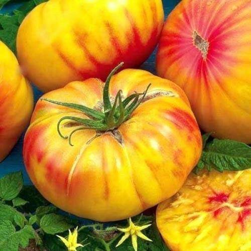 Необычный двухцветный сорт томата «медовый салют»: описание, характеристика, посев на рассаду, подкормка, урожайность, фото, видео и самые распространенные болезни томатов