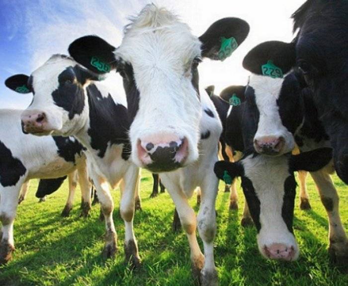 Почему корова кашляет: причины, лечение кашля 2020