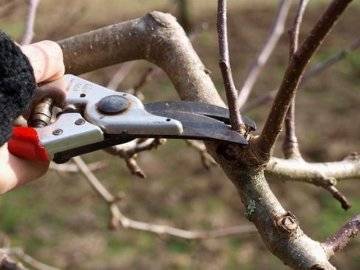 Обрезка черешни: видео инструкция и 110 фото как правильно обрезать фруктовые деревья. когда проводится обрезка черешни