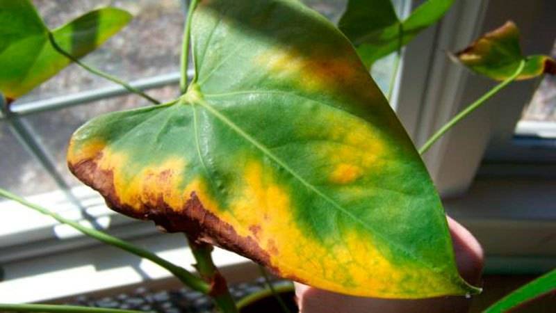 У гортензии желтеют листья: что делать, причины, чем подкормить