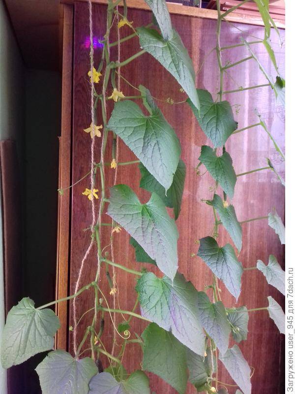 Огурец «балконный f1» – выращивание на окне