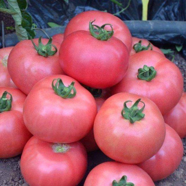 Томат "розмарин фунтовый": описание и характеристики плодов-помидоров, рекомендации по выращиванию и фото-материалы