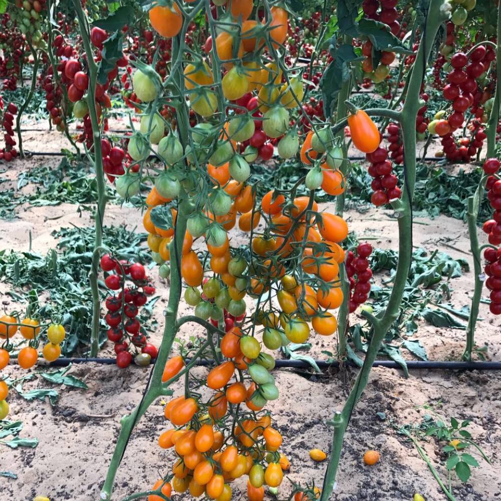 Томат "дубок": характеристика и описание сорта, фото плодов-помидоров, выращивание и уход