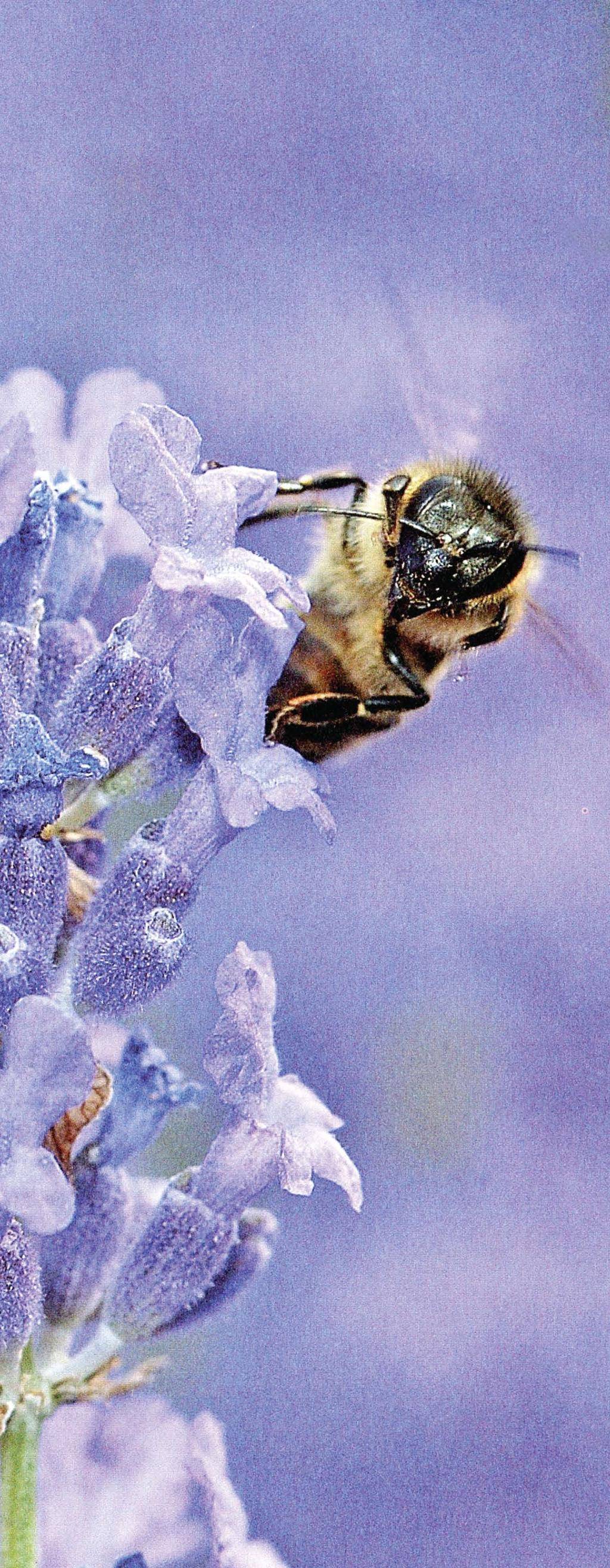 Что делать при горбатом расплоде у пчел?