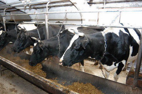 Привязное и беспривязное содержание коров:описание и сравнение