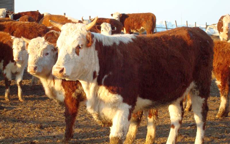 Биологические особенности коров