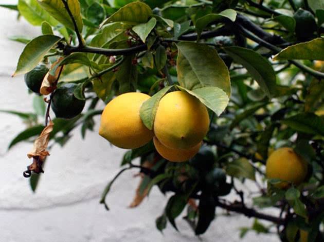 Домашний лимон: уход в домашних условиях, фото, как вырастить из косточки, условия выращивания