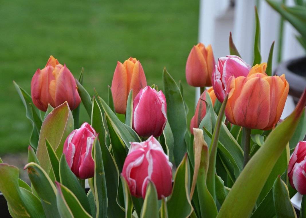 Попугайный тюльпан: фото, описание, лучшие сорта