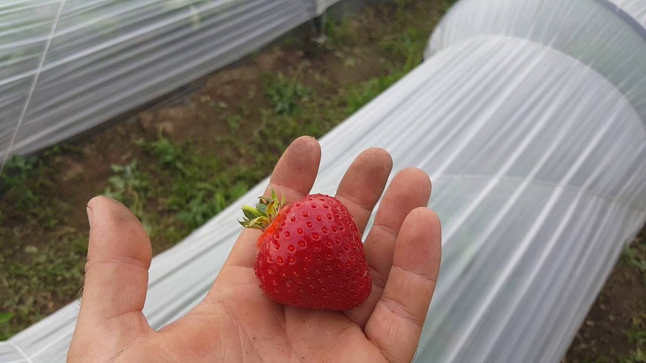 Сорт клубники румба фото и описание